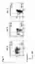 Fig. 08 - Preparation of endodermal stem cells