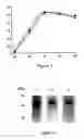 Fig. 02 - Preparing membrane receptors from extracellular baculoviruses