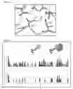 Fig. 18 - Globular adiponectin variants