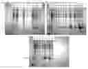 Fig. 23 - Globular adiponectin variants