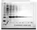 Fig. 31 - Globular adiponectin variants