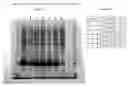 Fig. 32 - Globular adiponectin variants