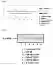 Fig. 35 - Globular adiponectin variants