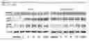 Fig. 51 - Globular adiponectin variants