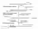 Fig. 01 - Methods and kits for sense RNA synthesis