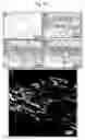 Fig. 13 - Composition for coating support for preparation of cell sheet support for preparation of cell sheet and process for producing cell sheet