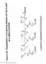 Fig. 49 - RNA interference mediated inhibition of gene expression using chemically modified short interfering nucleic acid (siNA)