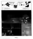 Fig. 12 - Method of isolating epidermal neural crest stem cells