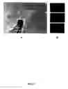 Fig. 18 - Method of isolating epidermal neural crest stem cells