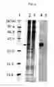 Fig. 04 - Inducer for differentiation of embryo stem cells into ectodermal cells method of obtaining the same and use thereof