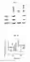 Fig. 10 - Inducer for differentiation of embryo stem cells into ectodermal cells method of obtaining the same and use thereof