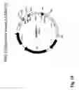 Fig. 25 - Adaptor-directed helper systems