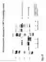 Fig. 29 - Adaptor-directed helper systems