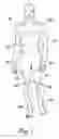 Fig. 02 - Method of internally passively loading an endoskeletal animal's body
