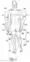 Fig. 03 - Method of internally passively loading an endoskeletal animal's body