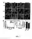 Fig. 08 - Compositions and methods for modulating angiogenesis