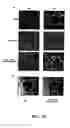 Fig. 17 - Compositions and methods for modulating angiogenesis