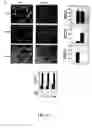 Fig. 18 - Compositions and methods for modulating angiogenesis