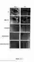 Fig. 23 - Compositions and methods for modulating angiogenesis