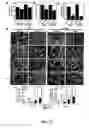 Fig. 24 - Compositions and methods for modulating angiogenesis