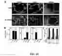 Fig. 26 - Compositions and methods for modulating angiogenesis