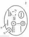 Fig. 02 - Compositions and methods for intracellular delivery of biotinylated cargo