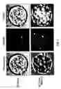 Fig. 03 - Compositions and methods for intracellular delivery of biotinylated cargo