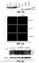 Fig. 05 - Methods and compositions for modulating vascular integrity