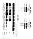 Fig. 08 - Methods and compositions for modulating vascular integrity