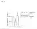 Fig. 04 - Decoy-oligonucleotide-inhibition of cd40-expression