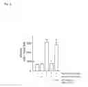 Fig. 07 - Decoy-oligonucleotide-inhibition of cd40-expression