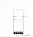 Fig. 09 - Decoy-oligonucleotide-inhibition of cd40-expression