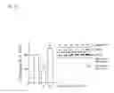 Fig. 11 - Decoy-oligonucleotide-inhibition of cd40-expression