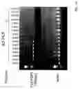 Fig. 14 - Methods and kits for diagnosing and treating b-cell chronic lymphocytic leukemia