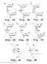Fig. 03 - Antisense antiviral compounds and methods for treating a filovirus infection