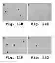 Fig. 12 - Antisense antiviral compounds and methods for treating a filovirus infection