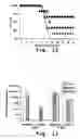 Fig. 13 - Antisense antiviral compounds and methods for treating a filovirus infection