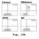 Fig. 14 - Antisense antiviral compounds and methods for treating a filovirus infection