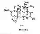 Fig. 03 - Process to extract quassinoids