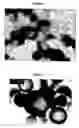 Fig. 03 - Method for preparing microcapsule by miniemulsion polymerization