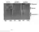Fig. 08 - Mutants of biotin binding protein