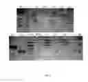 Fig. 09 - Mutants of biotin binding protein
