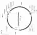 Fig. 02 - Lepidoptera voltage-gated calcium channels
