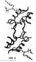 Fig. 06 - Crystallization of IGF-1