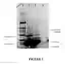 Fig. 02 - Methods and kits for purifying his-tagged proteins