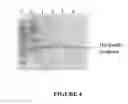 Fig. 05 - Methods and kits for purifying his-tagged proteins