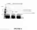 Fig. 07 - Methods and kits for purifying his-tagged proteins