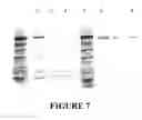 Fig. 08 - Methods and kits for purifying his-tagged proteins
