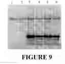 Fig. 10 - Methods and kits for purifying his-tagged proteins