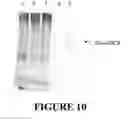 Fig. 11 - Methods and kits for purifying his-tagged proteins